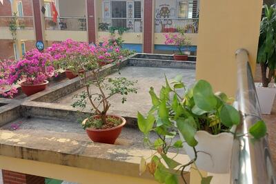 hoa_giay_78380
